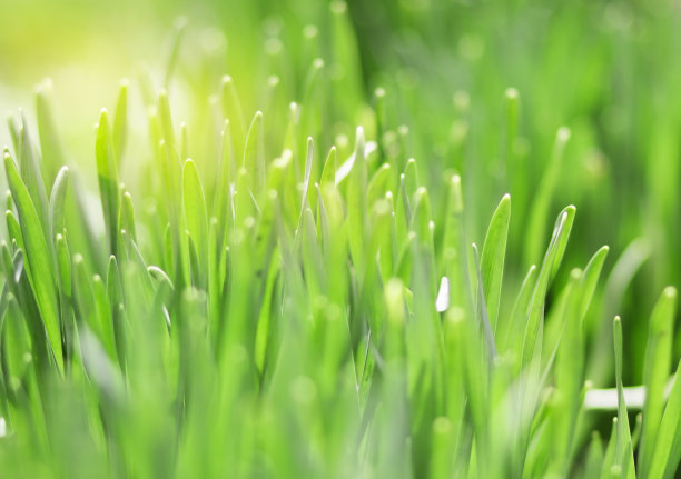 完美的绿色背景，自然的绿草背景在阳光的照耀下图片下载