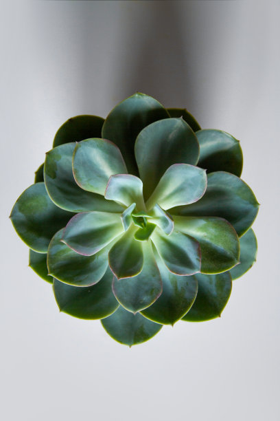 绿色花朵特写。从上面的观点图片下载