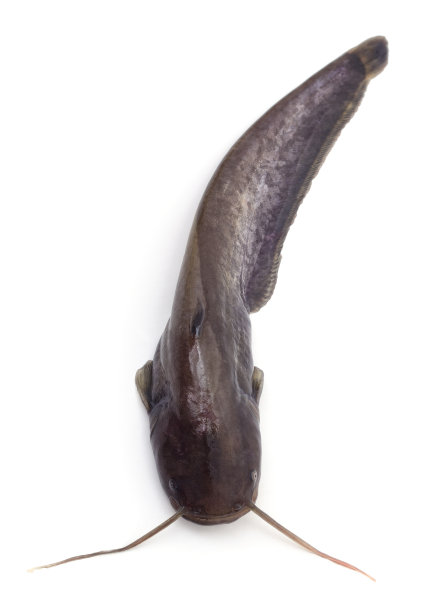 一个野生鲶鱼。图片下载