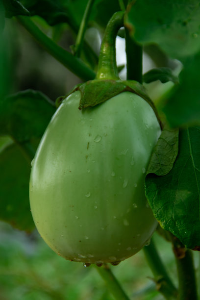 茄子果实图片下载