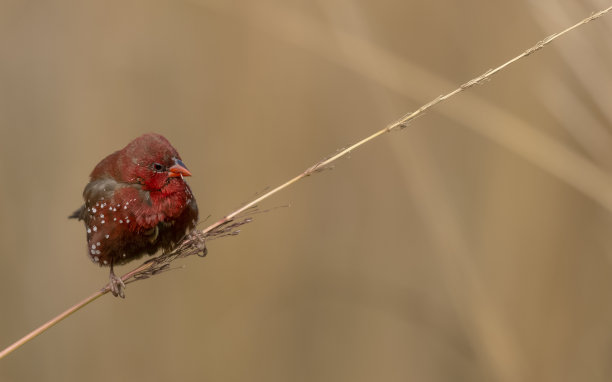 红色莓莺鸟图片下载