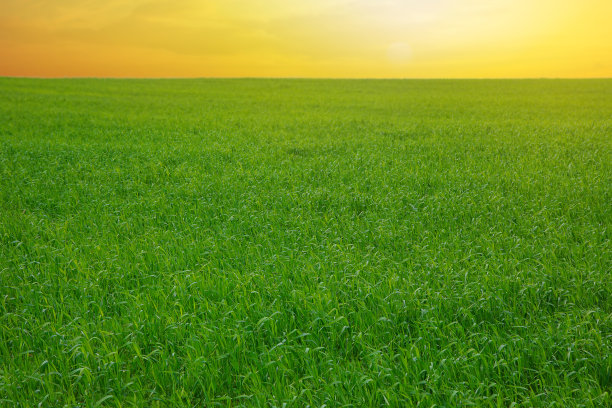 夏天的风景，田野里的绿草和地平线，有质感的夕阳天空，太阳图片下载