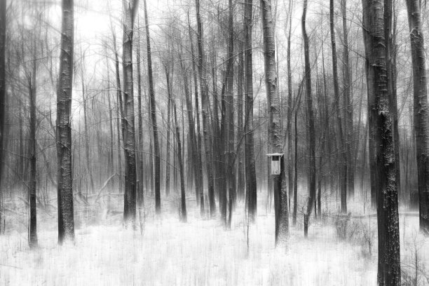 在寒冷的雪天里，丛林里的风景如画图片下载