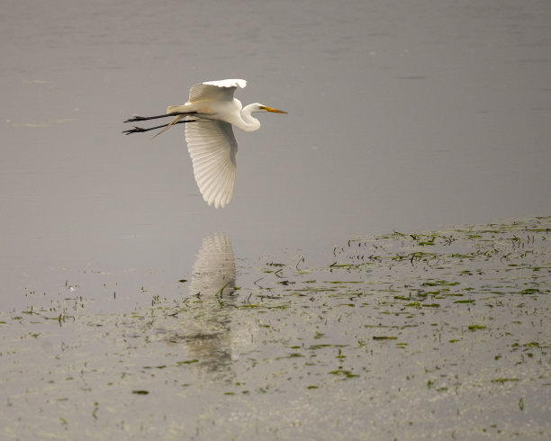 大白鹭图片下载