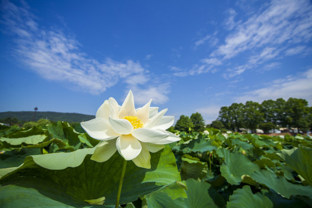 一朵白莲花，衬着晴空图片下载
