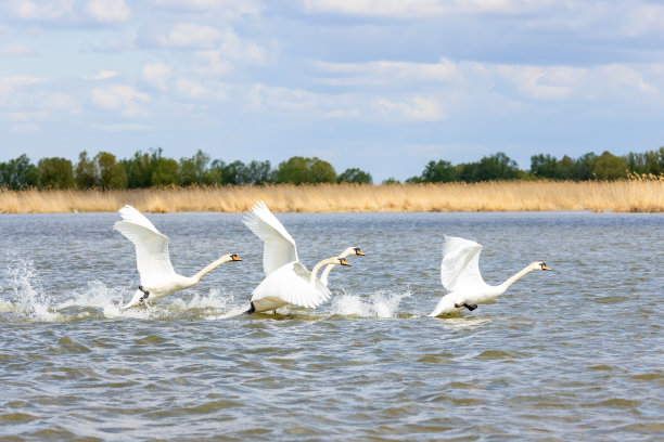 一群沉默的天鹅在河面上奔跑图片下载
