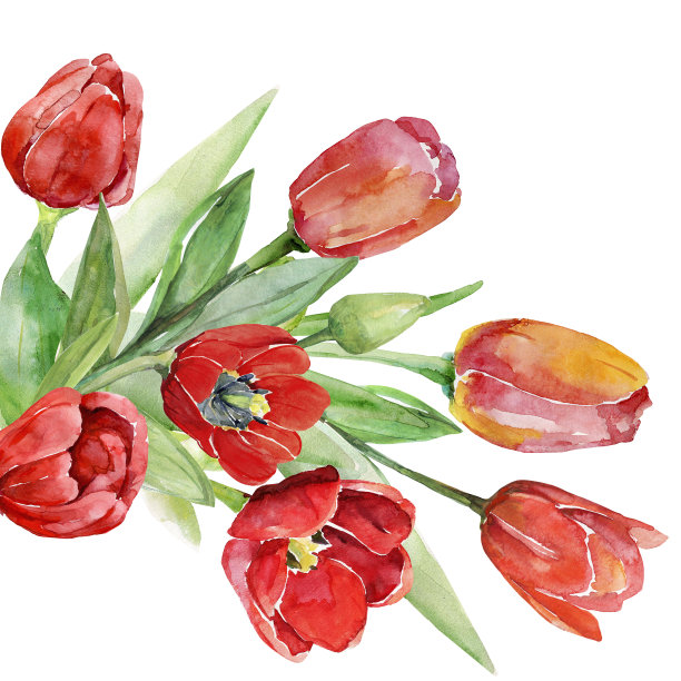 郁金香的模式。图片下载