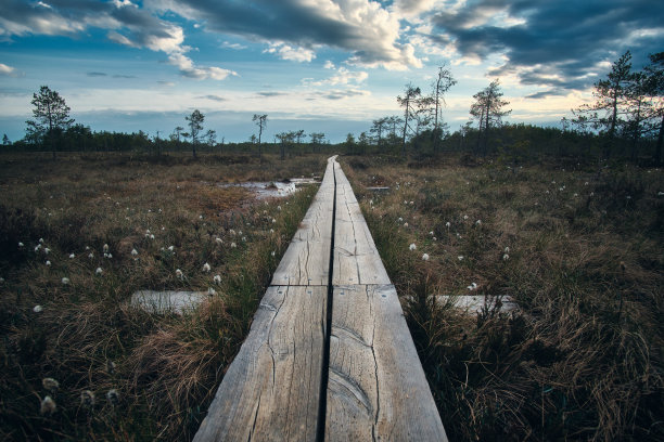 沼泽上的步行道木板路图片下载