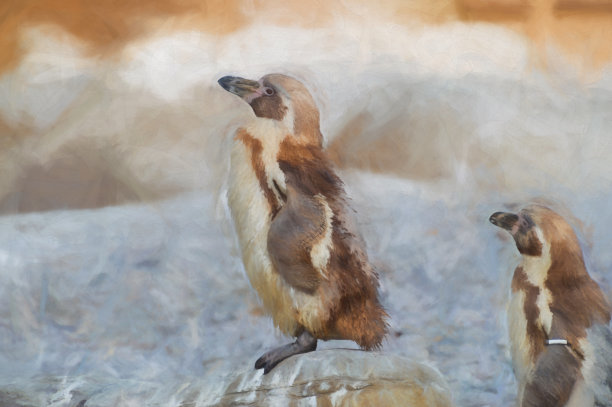 年轻的洪堡企鹅的数码绘画图片下载