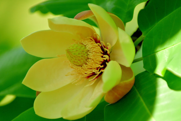 倒伏玉兰/日本大叶玉兰/下白玉兰:花和果实图片下载