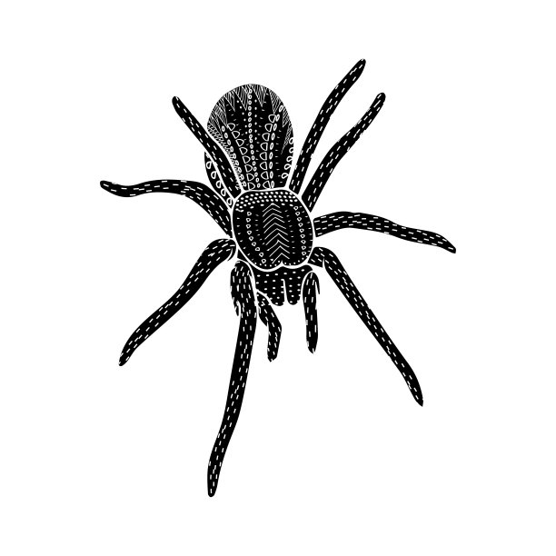 蜘蛛民间以装饰神秘昆虫为万圣节孤立向量手绘图片下载