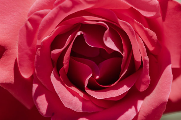 红色和粉色的花瓣和黄色的花瓣。玫瑰花瓣的微距照片。图片下载