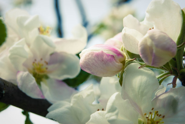 美丽的粉红色苹果花，春天的背景。图片下载
