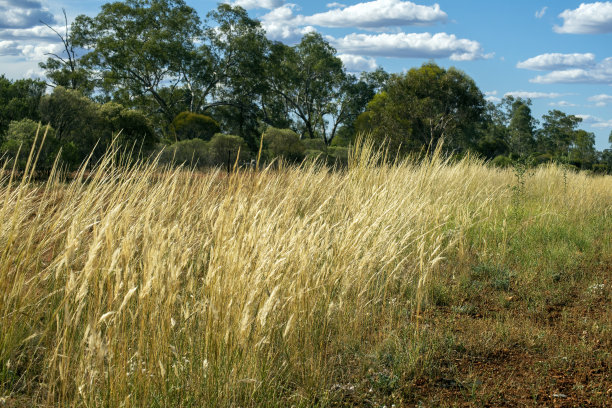 长而干燥的草和树在背景中的乡村场景图片下载