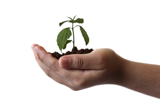 手和植物隔离在白底自然和护理图片下载