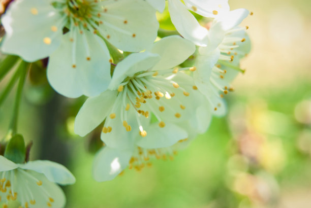 樱花，美丽的春天的背景。图片下载