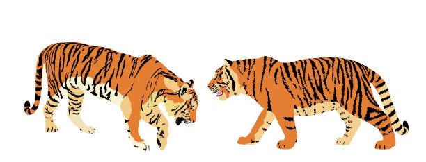 老虎夫妇孤立在白色图片下载