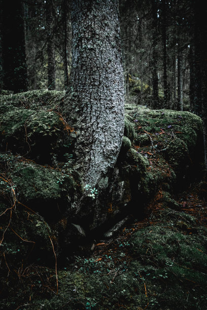挪威的喜怒无常的森林树木图片下载