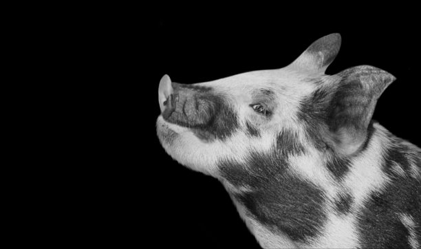 可爱的黑点猪宝宝的脸图片下载