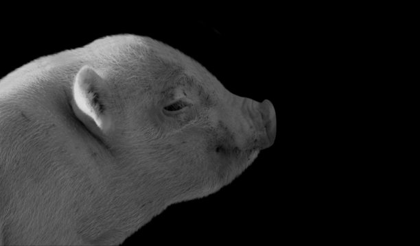 可爱的小猪宝宝脸在黑色背景图片下载