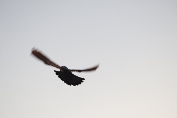 会飞的鸟图片下载