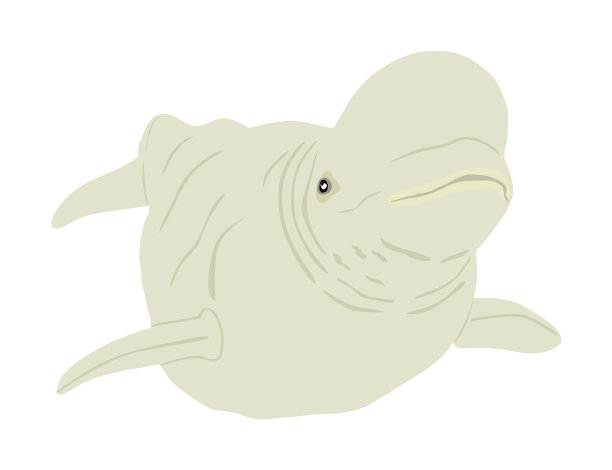 白鲸孤立在白色图片下载