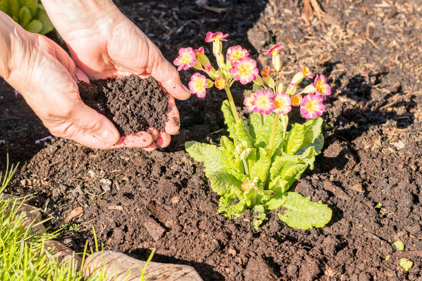 在花坛里，女人的双手为开花的报春花幼苗添加养分。图片下载