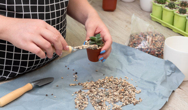 用手用抹刀将鹅卵石倒入盛有米糠的花盆中。照顾家庭植物。有选择性的重点。图片为文章的爱好，植物。图片下载