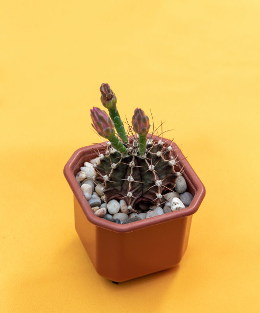 Gymnocalycium friedrichii仙人掌在花盆中黄色的背景。有选择性的重点。图片为文章的爱好，植物。图片下载