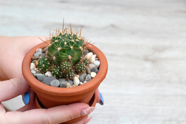 花盆与大叶朱砂红仙人掌在光的背景。空间的文本。有选择性的重点。图片为文章的爱好，植物。图片下载