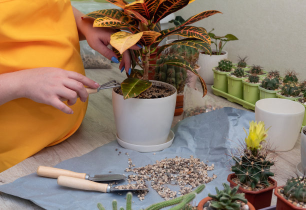 白盆里种着玉簪。妇女手拿着工具，把鹅卵石撒在地上。有选择性的重点。图片为文章的爱好，植物。图片下载