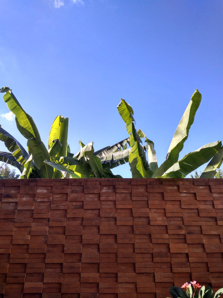 香蕉叶在砖墙后窥视图片下载