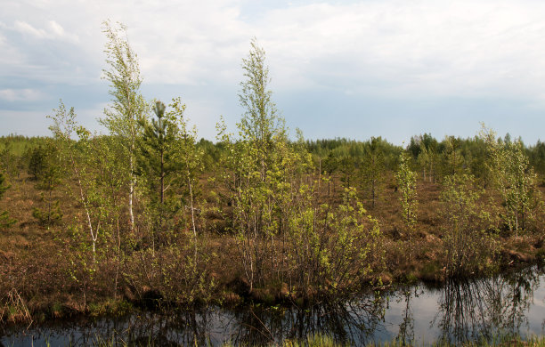 沼泽地形，夏季沼泽，沼泽景观图片下载