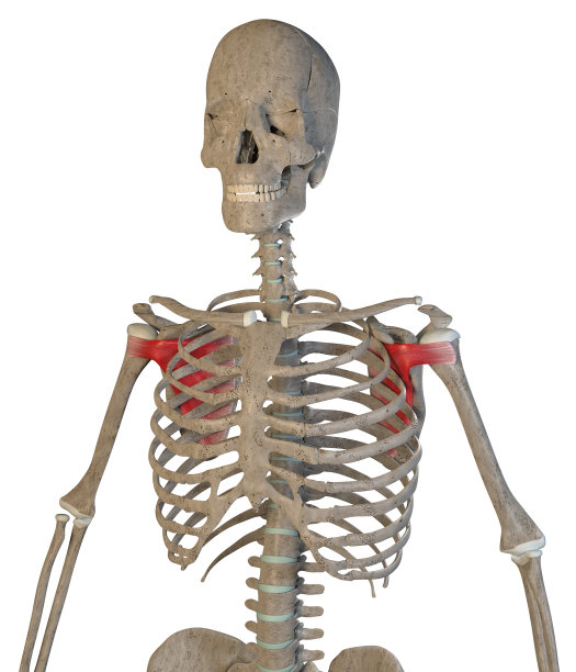 肩胛下肌在白色背景上的3d图图片下载