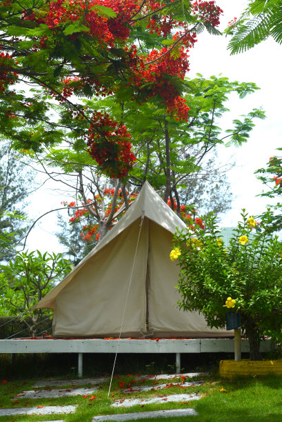 越南芽庄，凤凰木树下的露营帐篷图片下载
