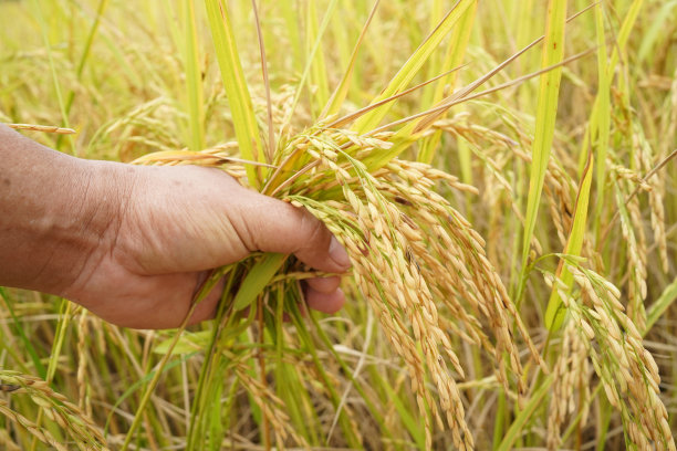 稻田里轻抚稻穗图片下载
