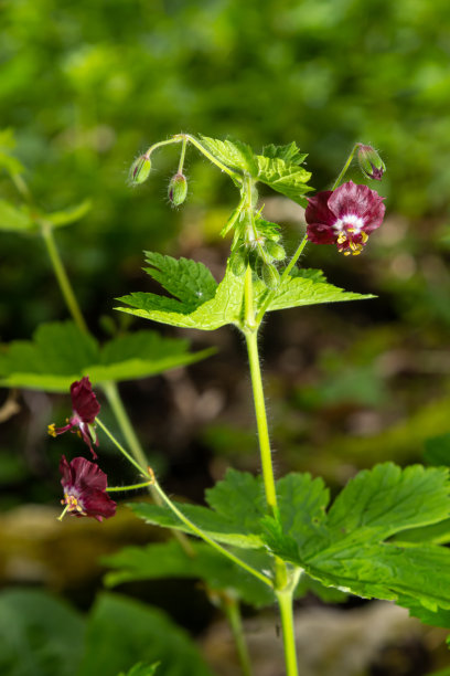 春天森林中的野 Geranium phaeum 花朵图片下载