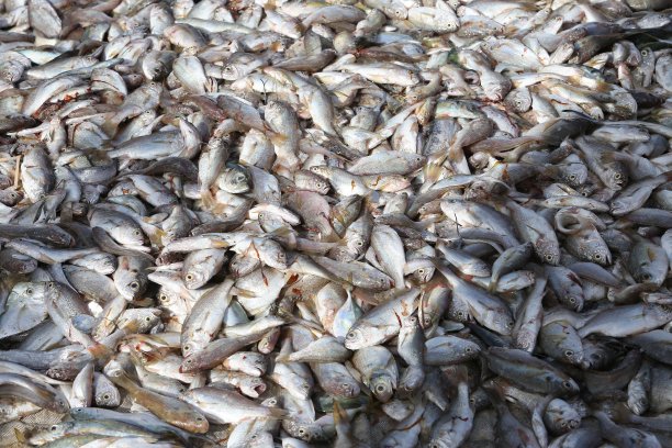 塞内加尔达喀尔Soumbedioune市场上待售的鲜鱼图片下载