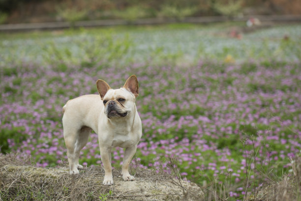 野外的法国斗牛犬图片下载