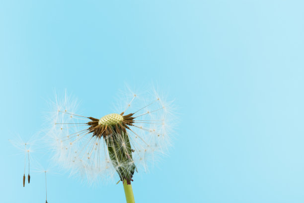 宏观蒲公英吹走，蓝天背景。自由的愿望。种子宏特写镜头。夏天再见。希望和梦想的概念。脆弱。春天。软的焦点。宏观性质。抽象的背景图片下载
