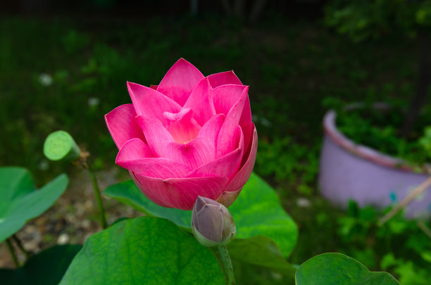 清晨盛开的荷花，柔和焦点图片下载
