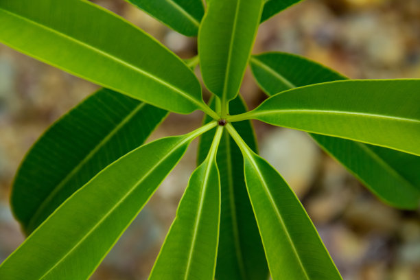 badula工厂图片下载