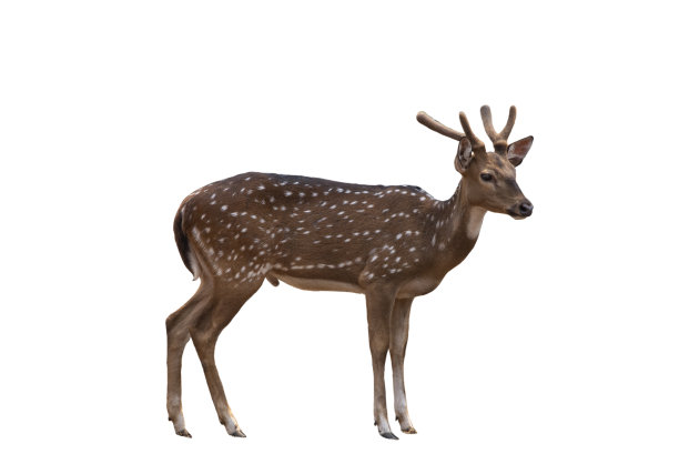 斑点鹿，可爱的斑点鹿孤立在白色背景。包括剪切路径。图片下载