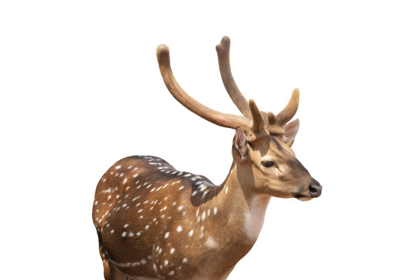 斑点鹿，可爱的斑点鹿孤立在白色背景。包括剪切路径。图片下载