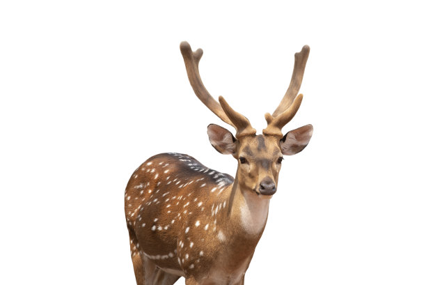 斑点鹿，可爱的斑点鹿孤立在白色背景。包括剪切路径。图片下载