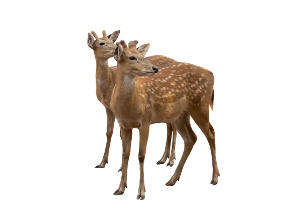 斑点鹿，可爱的斑点鹿孤立在白色背景。包括剪切路径。图片下载
