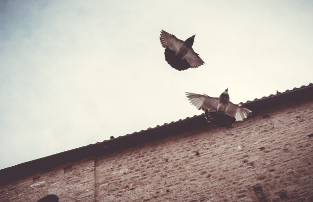 鸟类的飞行图片下载