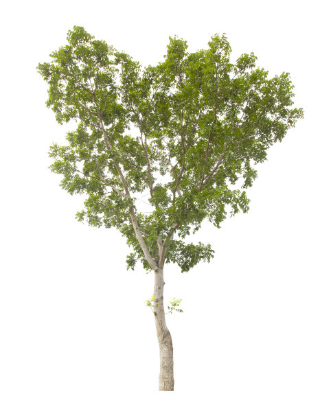 单一的树孤立在白色背景，与剪切路径。图片下载