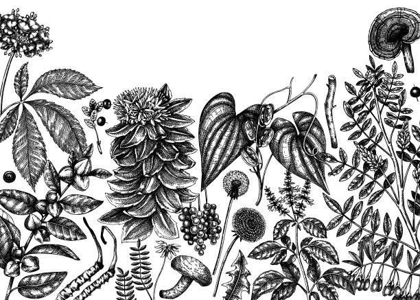 适应性植物背景设计图片下载