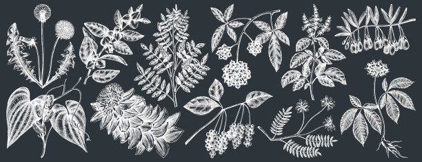 适应性植物采集黑板图片下载